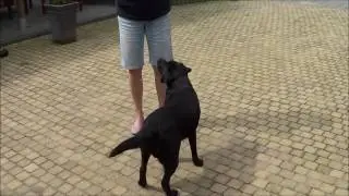 clickertraining part 1