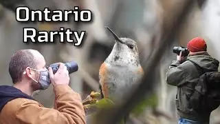 Cold Little Hummingbird - Rufous Hummingbird