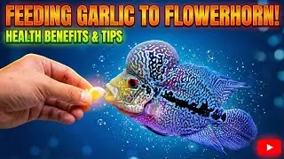 Is Garlic Good for Flowerhorns? 🧄 (The TRUTH & Benefits)