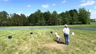 &ldquo;Diana&rdquo; demonstrating AKC Fetch &ldquo;Novice&rdquo;.