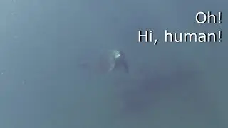 FREEDIVING with WILD DOLPHINS at Cerralvo (Jacques Cousteau) Island!