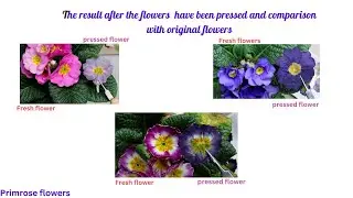 DIY Microwave Flower Pressing Kit  A Step by Step Tutorial for Preserving Floral Beauty