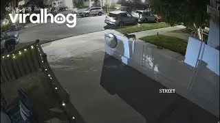 Coyote Attempts to Ambush Leashed Dog || ViralHog