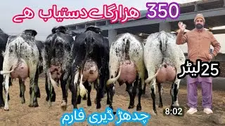 Cholistani friesian cross cow | Australia cow | Girlando gay