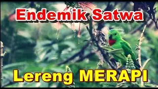 Keanekaragaman Satwa Lereng Merapi (23 Juli 2022)