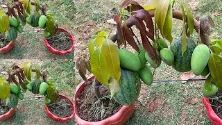 How to propagate mango with watermelon from cutting-crafting idea mango tree grow fast success
