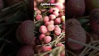 Have You Eaten Lychee Fruits & seeds before? #facts #health #viralvideo #trending #shorts #amazing