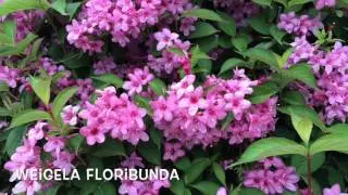 Weigela floribunda. Garden Center online Costa Brava - Girona.