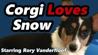 Corgi Loves Snow, Starring Rory Vanderfloof