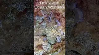 Ocean wonders short 10 #relaxingmusic #relaxation #nature #naturelovers