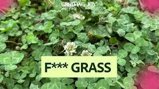 Groundcovers That Work: Low-Maintenance Plants for Every Garden