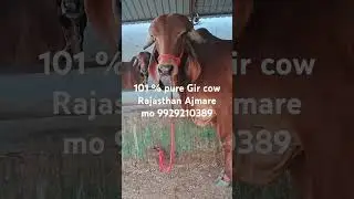 100 % pure Gir cow Rajasthan Ajmare mo 9929210389