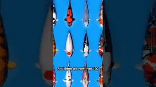 Wouls you spend $1 8m on a fish  #koifish #koipond #koi #fishfacts