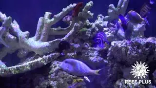 220 gal saltwater