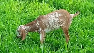 Animal video #viral video #goat farm #mai paltu goat #goat meeting # Chara krty have #1millionviews 