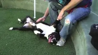 UPDATE: Rescued by Adoptapaw Pethaven! Blackie