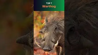 Top 10 Ugliest Animals in the World!