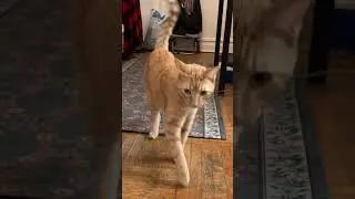 👆👆 🐱 ORANGE CAT SONG: Gnocchi&rsquo;s Acoustic Tribute to Maddy | Best Personalized Pet Music Video 2026
