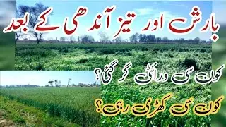 Which wheat variety has the best resistance against lodging | reason lodging in wheat crop |