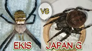 Sapot sayo sakmal sakin😱🔥ekis winner vs Japan G Challenger  (Solid fight )💪