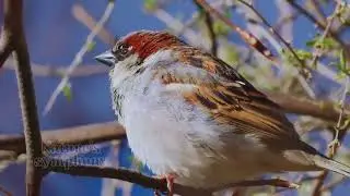 Relaxing bird 🐦 sounds 