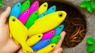 Ловите пресноводных аквариумных рыбок: гигантские разноцветные икринки, карпов, короткохвостых гу...