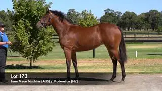 Lot 173 - Lean Mean Machine (AUS) / Moderation (NZ)