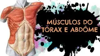 AULA 26: MÚSCULOS DO TÓRAX E ABDOME