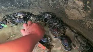 មើលយកស្លឹកអោយក្ដាមសិនឲ