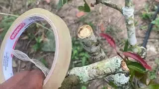 como evitar que fungos🦠 e doenças entrem na lavoura 🌱🌱