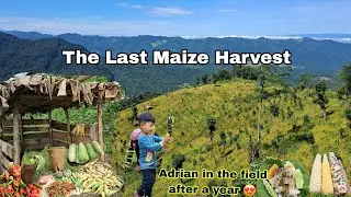 Its The End Of Season Last Maize Harvest For This Year 🌽🌽/Naga Rural Life ❤️