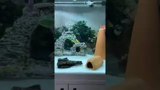 ot&ccedil;ul akvaryum balıkları