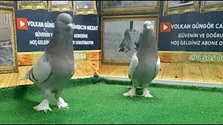 Oyun Kuşu - Taklacı Güvercin Mezatı Canlı Güvercin İhale Oyun Kuşunun Başkenti Ankara Canlı Mezat