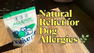 How We Beat Seasonal Allergies Naturally | Dog Allergy Chews