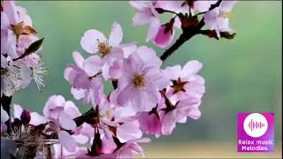 Relaxation music//deep sleep music//meditation//Relaxing music//Relax music melodies//#RMM