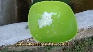 MAKANAN IKAN GABUS KECIL