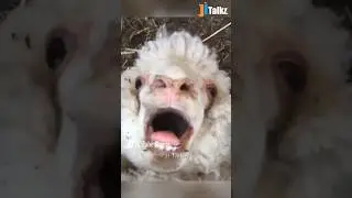 Animal Fundub Part 57 🤣🤣 | Malayalam Fundub | &copy;Ji Talkz | Jijith Elamadu #malayalamfundub #shorts