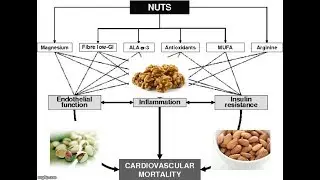 Benefits of Nuts: Insulin Resistance & Inflammation