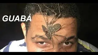 El GUAB&Aacute; una especie inofensiva muy temida por muchos Dominicanos.