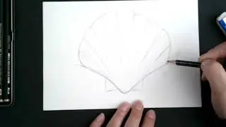 Let's draw a clam shell tutorial no skips.