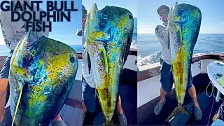 This dorado I caught at @casaviejalodge was almost as big as me! 😳 #mystyle #giant#fishing #ocean