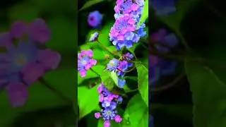 beautiful flowers whatsapp status /variety whatsapp status/nature status /#shorts #reels /flowers