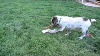 Jackie N Todd's Wirehaired Griffon - Boy Puppy #8  For Sale - May 17, 2012