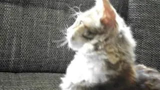 La Perm cats