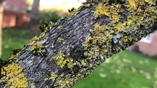 Chinese catalpa - branch covered in moss & lichen - November 2021