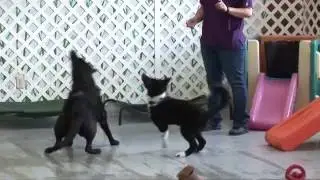 Welcome to Companion Animal Hospital