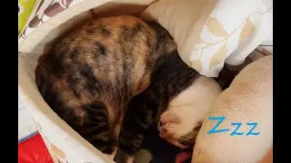 Cat sleeping comfortably in bed【Stella】