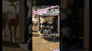 Small Shearing Machine Calm and Realistic Farm Scene