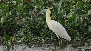 Birding Brazil 2023 10/14 Pantanal: Pousada Rio Claro (2)-Transpantaneira