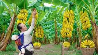 Harvest 1000kg of wild bananas and banana blossoms to sell at the market - Single mother